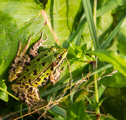 Marsh frog (Pelophylax ridibundus) sitting on leaves in natural habitat.