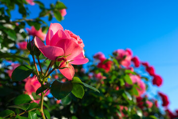 Obraz premium バラの花 屋外撮影