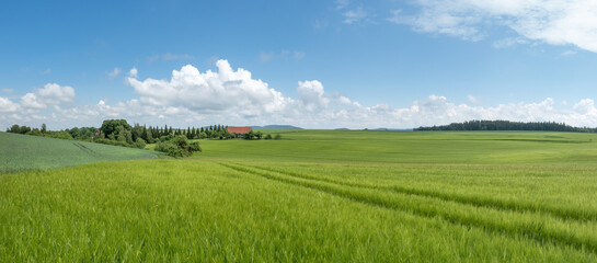 Ländliche Szene im Frühling inmitten grüner Getreidefelder in leicht hügeliger Landschaft