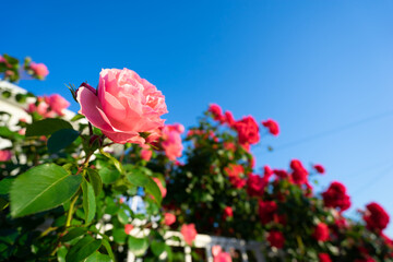 バラの花　屋外撮影