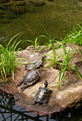 Three Pond sliders lying sunbathing on the rock in middle of water.