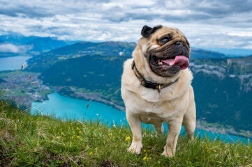 Mobs mit ausgestreckter Zunge im Berner Oberland mit Blick auf den Brienzersee