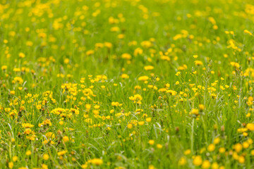 Meadow at summer with mixed yellow field flowers.