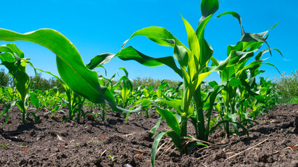 Green corn in field on a sunny blue day.