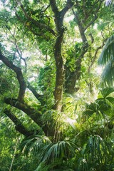 Arbre magique des tropique