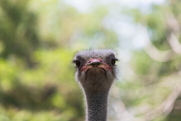 Ostrich head сlose up portrait horizontal center (Struthio camelus)