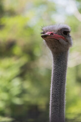 Portrait of funny shaggy ostrich close up with long neck, long eyelashes and red beak (Struthio camelus)