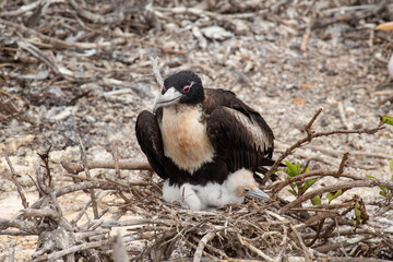 Frigate bird baby nest Galapagos Island