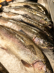 Fresh Salmon lies on the ice. Five whole fish with a head. High quality photo