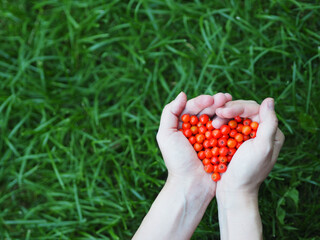 Hands holding red heart from berries over green backgraund, health care, world heart day. Red berries in the shape of a heart. Rowan berriies.