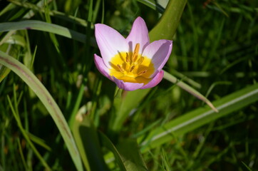 Obraz premium Crocus Taken: Museumsberg Flensburg