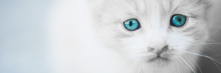 Charming white fluffy kitten with blue eyes.