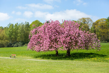 Japanese cherry trees in full bloom in the park.
