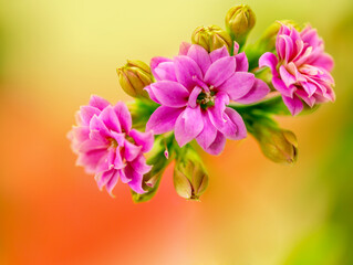 Close-up of pink flowers (kalanchoe) on colorful background.
