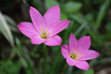 Obraz na płótnie Canvas close up shot of a pink flower