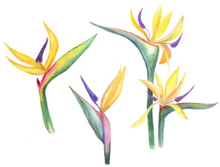 Verduisterende gordijnen Strelitzia aquarel set van kleurrijke Strelitzia bloemen geïsoleerd op wit