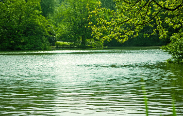Lake surface with rippled water and bright green trees at early spring.