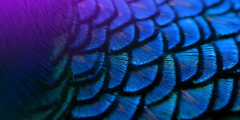 Foto auf Acrylglas Close-up Peacocks, colorful details and beautiful peacock feathers.Macro photograph. © Thanumporn