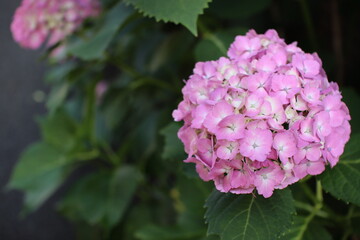 pink hydrangea flower in Japan