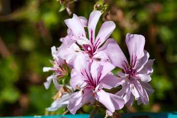 flowering blossoms with green blurred background in garden.
