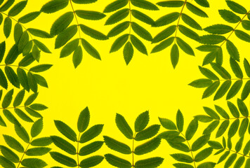Fototapeta na wymiar Fresh plucked Rowan leaves on a yellow background in the shape of a frame.I
