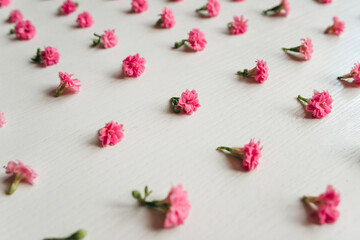 Background from flowers. Pink small flowers are arranged in a row. Screensaver on the phone.