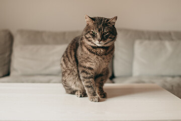 Beautiful fluffy striped brown cheeky sad cat sitting on a white table at home near the gray sofa.