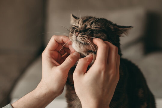 The man scratches the cat's face. Pet, caresses, caresses at home.