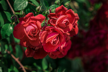 bunch of red roses