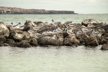 Fototapeta premium Swallow-tailed Gulls flock birds Genovesa Galapagos Island