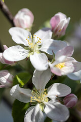 Fototapeta na wymiar Apfelblüten, Makroaufnahma