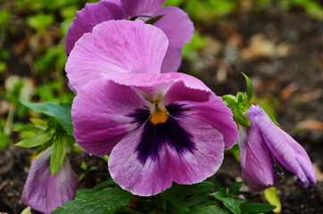 Beautiful colorful pansies in the garden. Vivid pansy flowers at the spring. Flower summer background.