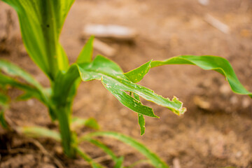 Corn plant burnt by the sun