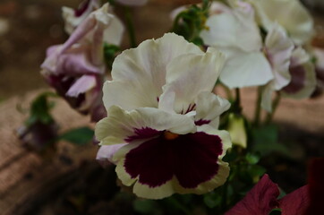 Obraz premium Beautiful colorful pansies in the garden. Vivid pansy flowers at the spring. Flower summer background.