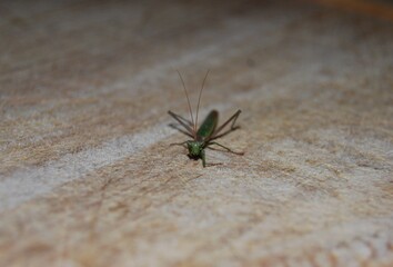 Praying Mantis on Wooden Surface