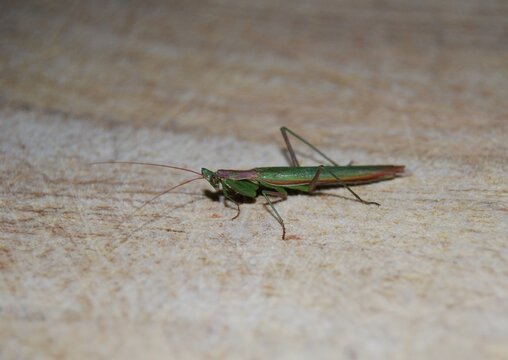 Praying Mantis on Wooden Surface