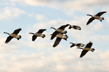 Canada Geese in morning flight