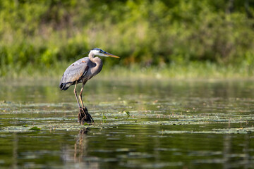 great blue heron on stump in pond