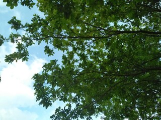 Green forest tree and light sky,below view