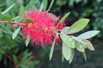 Callistemon, Red stamen - evergreen shrub, a small tree of the Myrtle family. Beautiful raspberry-red flower on a dark-green background in raindrops.Heat-loving plant for decorating, a brush
