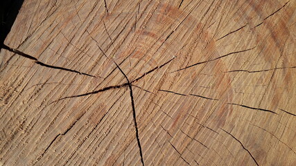 Fototapeta premium Tree wood trunk texture cut wooden