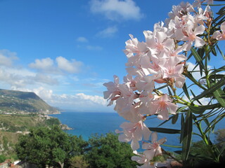 Delicate pink oleander against a bright blue sky and sea coast.
Flowers, sunny day. Summer....
