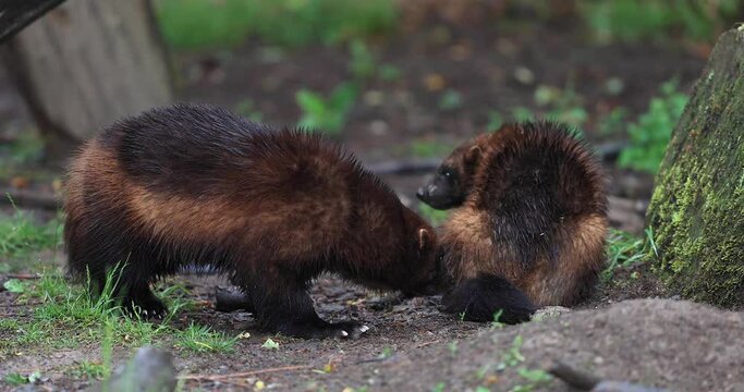 Wolverine in the forest