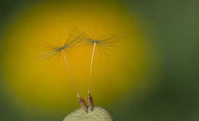 Background of two dandelion fluff connected to each other.Bright yellow against a dark green background.Macro, selective focus.