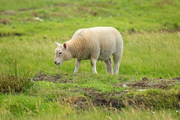 Naklejka na ściany i meble One sheep grazing and standing in a green grass field, Shetland Islands, Scotland.