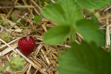 ripe strawberry between unripe strawberries on straw on strawberry plant on strawberry field