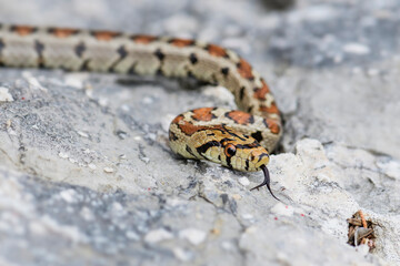 Leopard Snake - Zamenis situla, beautiful colored snake from South European rocks and bushes, Pag island, Croatia.