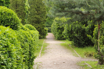 Fototapeta na wymiar Green overgrown paths in the Syretsky Arboretum.