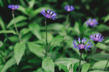 Fototapeta premium Beautiful blue cornflowers in a garden.