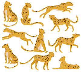 Wild leopard set. Running, jumping and other poses. Vector hand draw design.